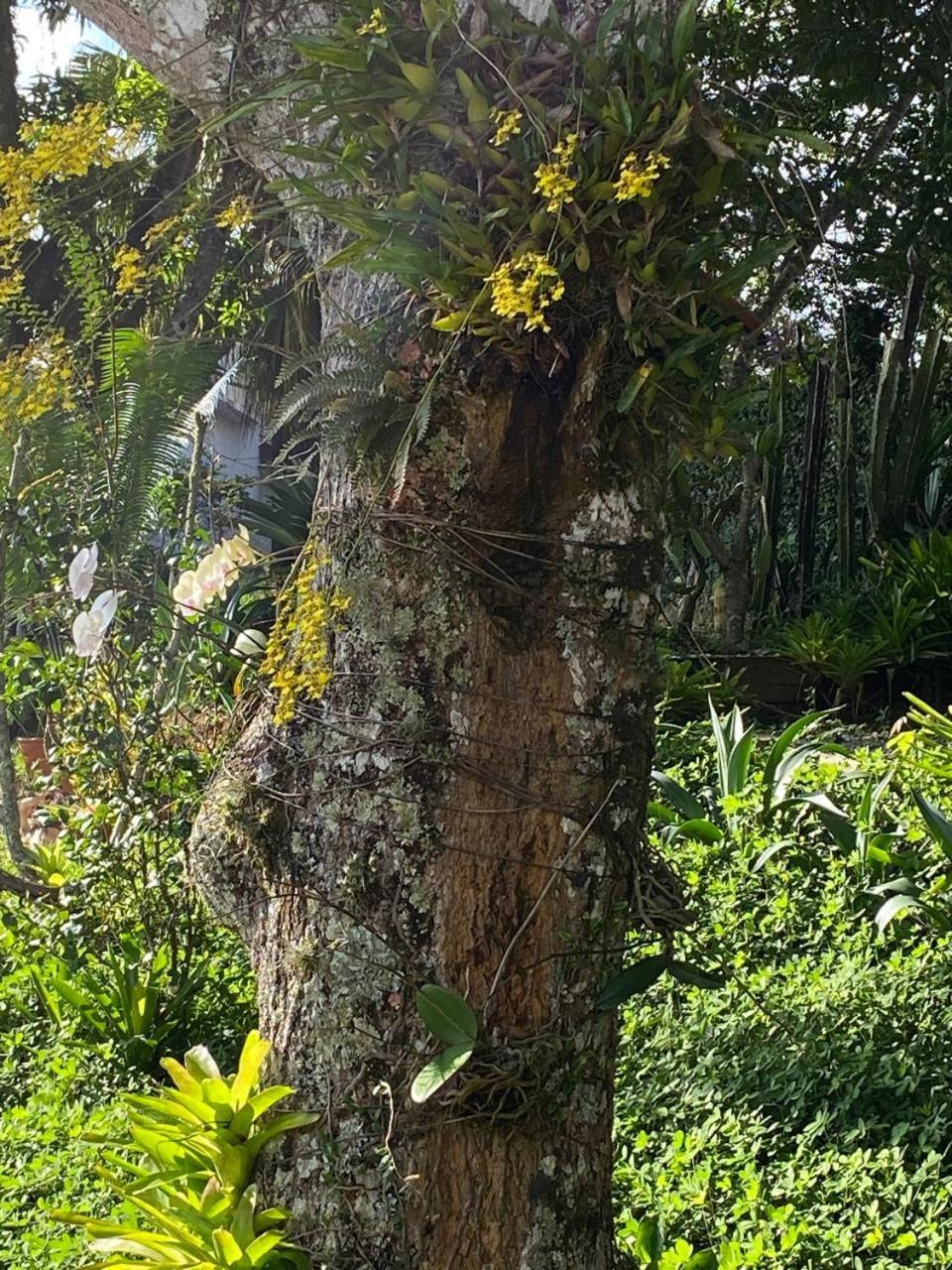Pousada Casa Do Ipe Amarelo Miguel Pereira Eksteriør bilde